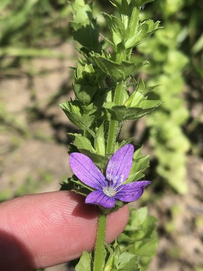 Triodanis texana, photographed by Sam Kieschnick