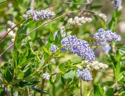 Ceanothus parryi, photographed by Don Loarie