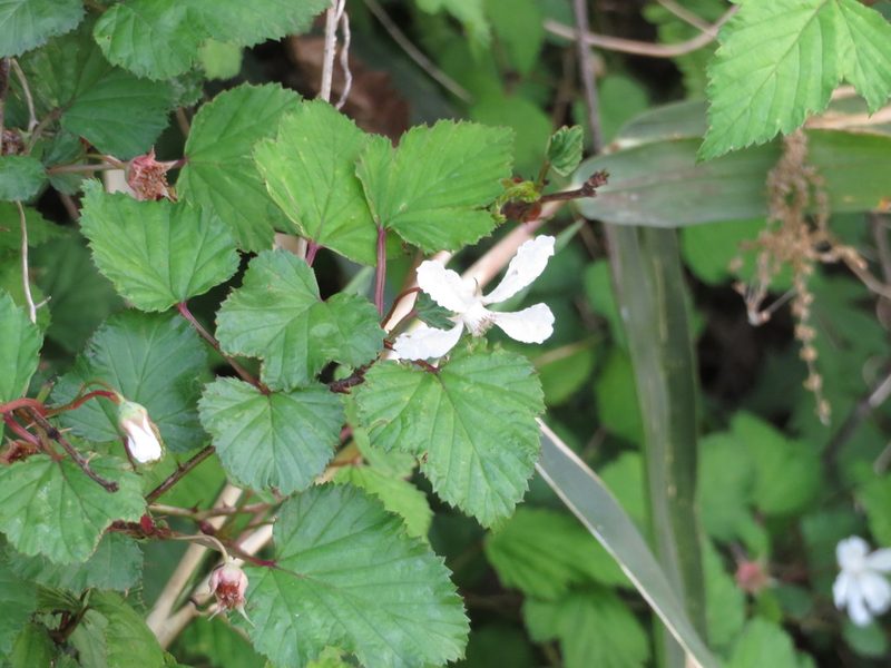 Rubus microphyllus, photographed by Junichi　Mandai