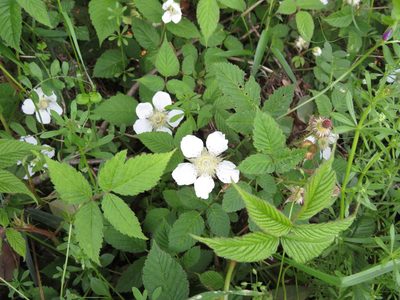 Rubus hirsutus, photographed by Junichi　Mandai