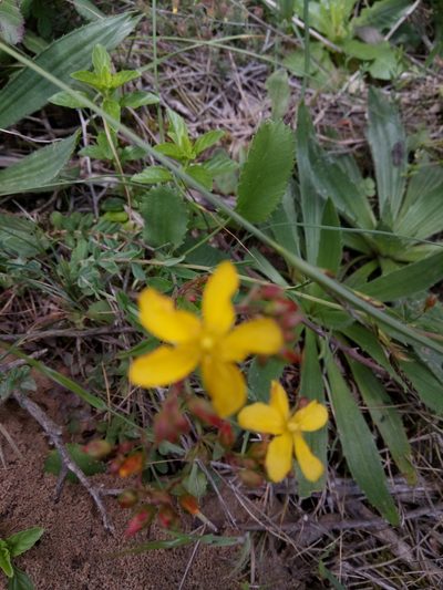 Hypericum australe, photographed by Karim Haddad
