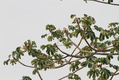 Cecropia peltata, photographed by Carlos Funes