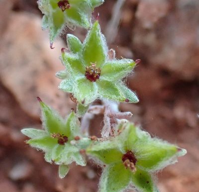 Ancistrocarphus filagineus, photographed by Don Loarie