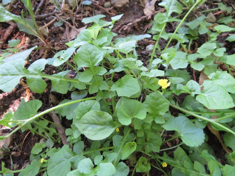 Lapsanastrum humile, photographed by Junichi　Mandai