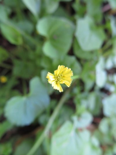 Lapsanastrum humile, photographed by Junichi　Mandai