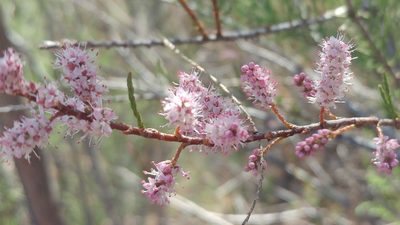 Tamarix parviflora, photographed by Casey H. Richart