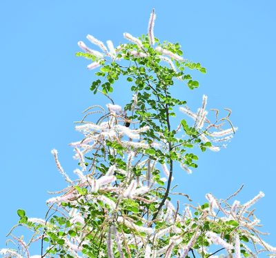 Mimosa spirocarpa, photographed by adel-fridus