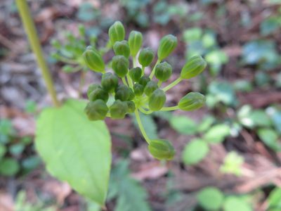 Smilax riparia, photographed by Junichi　Mandai