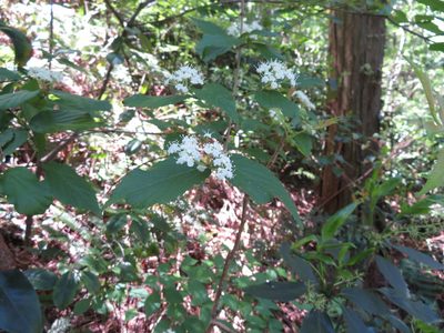 Viburnum erosum, photographed by Junichi　Mandai