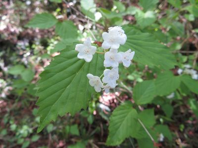 Viburnum phlebotrichum, photographed by Junichi　Mandai