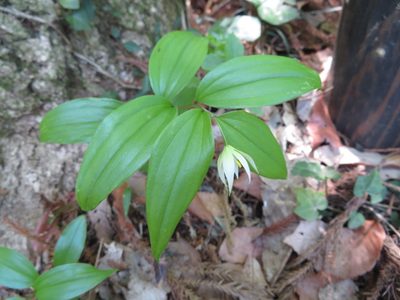 Disporum smilacinum, photographed by Junichi　Mandai
