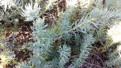 Suaeda californica, photographed by Noreen Weeden