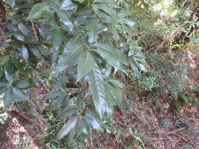 Quercus myrsinifolia, photographed by Junichi　Mandai