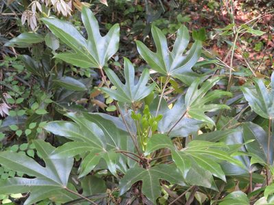Dendropanax trifidus, photographed by Junichi　Mandai