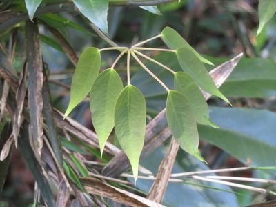 Stauntonia hexaphylla, photographed by Junichi　Mandai