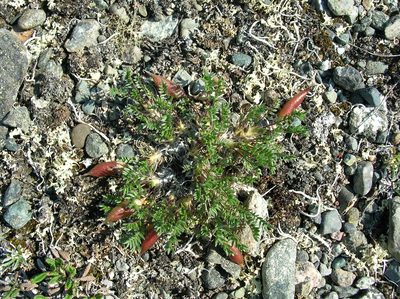 Oxytropis scammaniana, photographed by Jason Grant