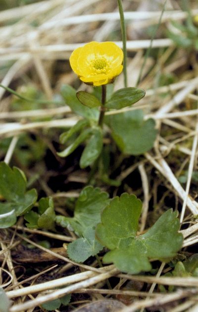 Ranunculus sulphureus, photographed by desertnaturalist