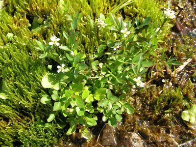 Cardamine umbellata, photographed by Jason Grant