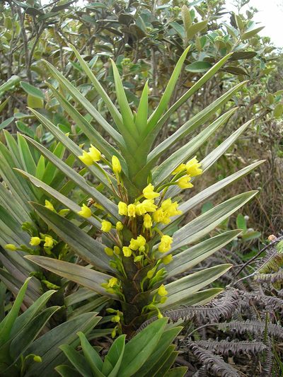 Maxillaria aurea, photographed by Jason Grant