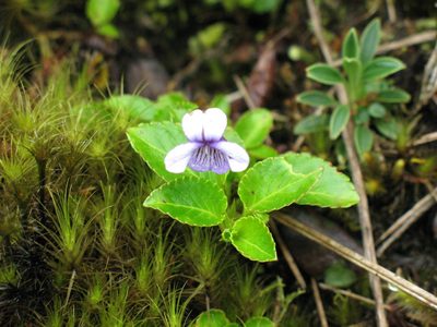 Viola stipularis, photographed by Jason Grant