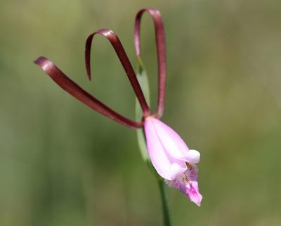 Cleistesiopsis oricamporum, photographed by Lauren McLaurin