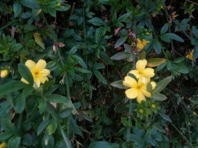 Jasminum mesnyi, photographed by ELOYJIMENEZ13