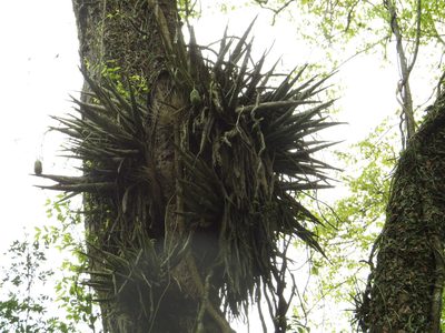 Gleditsia amorphoides, photographed by Leonel Roget