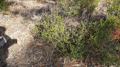 Acrotriche fasciculiflora, photographed by Rosalie Lawrence