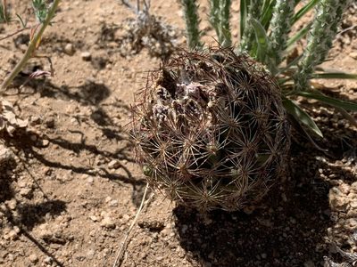 Sclerocactus intertextus, photographed by CK2AZ