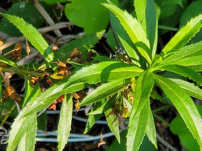 Capraria mexicana, photographed by johnyochum