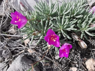 Phemeranthus brevicaulis, photographed by Luis Fuentes Castillo