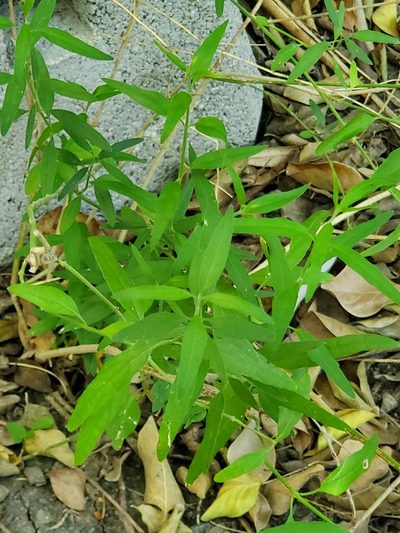 Yeatesia platystegia, photographed by johnyochum