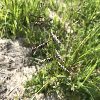 Pleuropogon californicus, photographed by Andrew O. Chambers