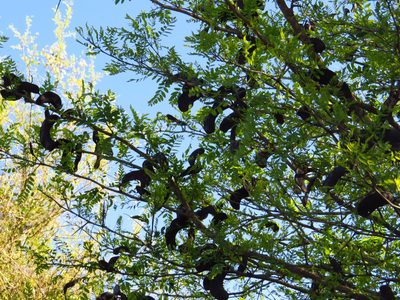 Gleditsia amorphoides, photographed by Leonel Roget