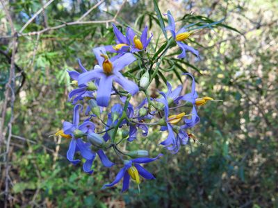 Solanum angustifidum, photographed by Leonel Roget