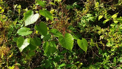 Vitis vulpina, photographed by laalv1