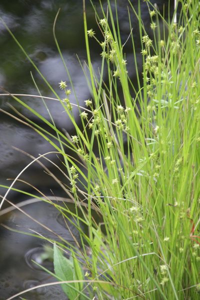 Carex atlantica, photographed by Kathy Richardson