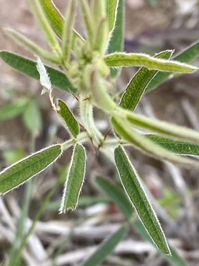 Lespedeza angustifolia, photographed by Alan Weakley
