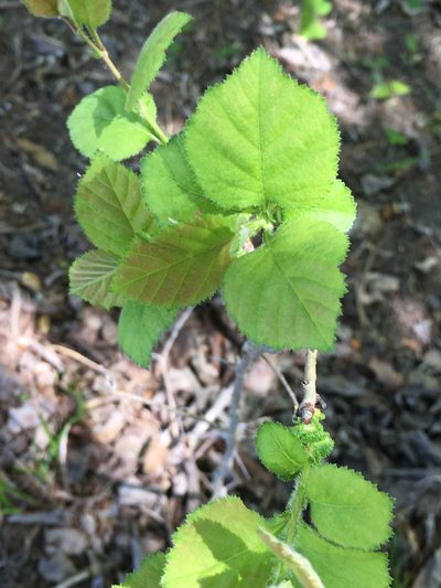 Crataegus triflora, photographed by Alan Weakley