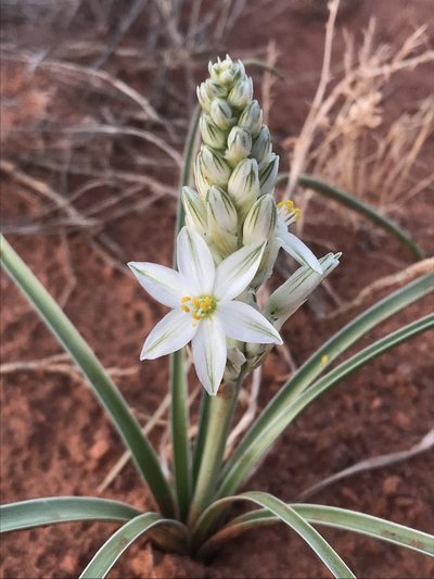 Eremocrinum albomarginatum, photographed by Robbie Hannawacker