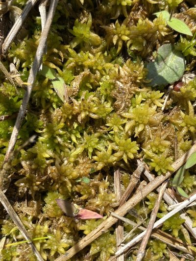Sphagnum lescurii, photographed by Alan Weakley