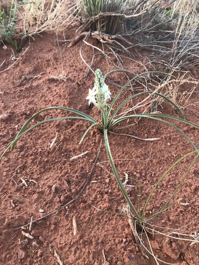 Eremocrinum albomarginatum, photographed by Robbie Hannawacker