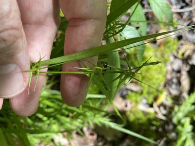 Carex collinsii, photographed by Alan Weakley