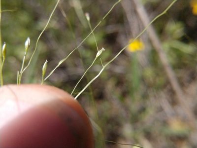 Digitaria cognata, photographed by Cleveland Powell