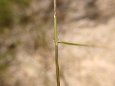 Eragrostis intermedia, photographed by Cleveland Powell