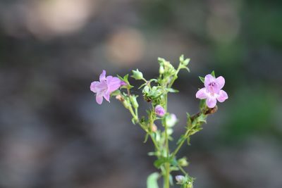 Penstemon tenuis, photographed by Rich Sommer