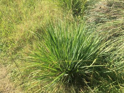 Paspalum quadrifarium, photographed by Thomas Mesaglio