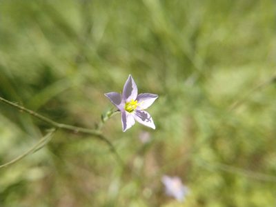 Giliastrum incisum, photographed by Cleveland Powell