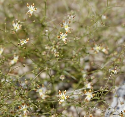 Nemacladus rubescens, photographed by nmoorhatch