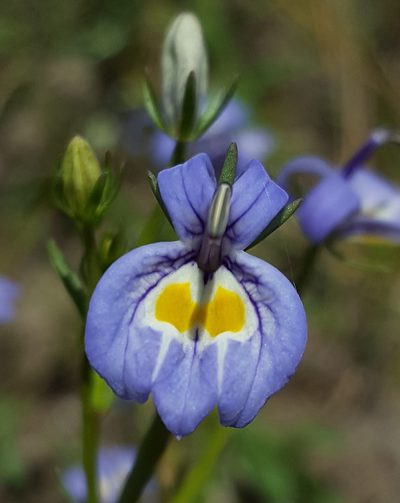Downingia bacigalupii, photographed by Alex Abair